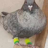 نروماده موشی نقره ای