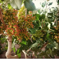 پیوند پسته صد در صد تضمنی در سرارسر استان فارس|خدمات باغبانی و درختکاری|شیراز, آزادگان|دیوار