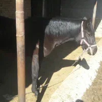 اسب مادیان ابستن