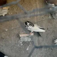 کبوتر