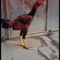 یه خروس و2تامرغ باهم فقط۴تومن