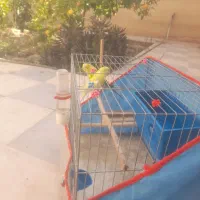 فروش دو عدد مرغ عشق درجه یک