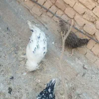 حیوانات