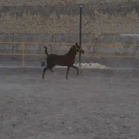 کره نر کره جهانشاه از نسل انسیاتور