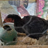 مرغ لاری اصیل|پرنده|بروجرد, |دیوار