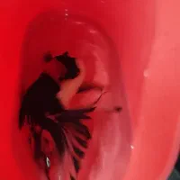 انواع دیسکس کوی و گلدفیش تایگر سوماترا|ماهی|اراک, |دیوار