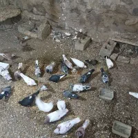 کبوتر|پرنده|کوثر, |دیوار