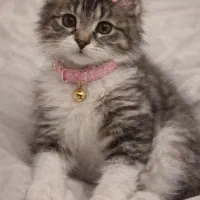 جهت جفت گیری