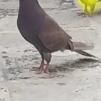 کفتر نر قرمزی