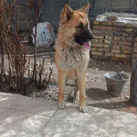 سگ ژرمن