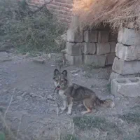 فروش سگ پاکوتاه