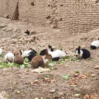 خرگوش|موش و خرگوش|شهرکرد, |دیوار