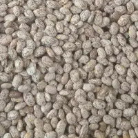 لوبیا چیتی تازه دستچین دره شهر