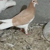 سه عدد کفتر پرش|پرنده|مشهد, امیرآباد|دیوار