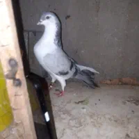 فروشی کفتر