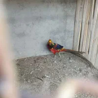 مرغ بلژیکی و هلندی|حیوانات مزرعه|هشتگرد, تهران دشت|دیوار