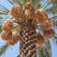 اجاره نخل زاهدی (قصب )