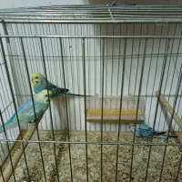 مرغ عشق رینبوبا جوجه و عروس نر|پرنده|رشت, کوی فکوری|دیوار