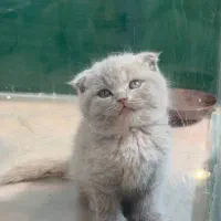 گربه نر و ماده