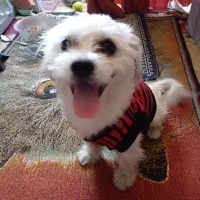 واگذاری سگ اشپیتز