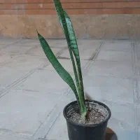 گل سانسوریا