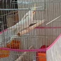 عروس هلندی نرلوتینو