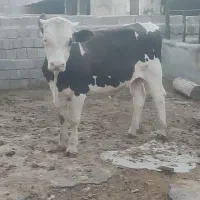 گوساله نر سیمینتال گاو