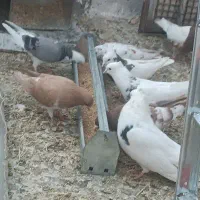 کبوتر.کفتر.پرشی رنگی|پرنده|مشکین‌دشت, |دیوار