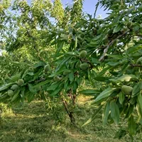 فروش باغ۵۳۰ متری درمحدودپل زمانخان شوراب|فروش زمین و ملک کلنگی|شاهین‌شهر, فردوسی|دیوار