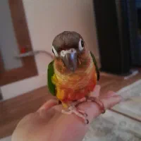 گرینچیک رام چلوندنی|پرنده|شهریار, شهریار|دیوار