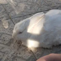 خرگوش بازی گوش|موش و خرگوش|شاهین‌شهر, گزبرخوار|دیوار