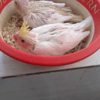 جوجه عروس هلندی سرلاکی