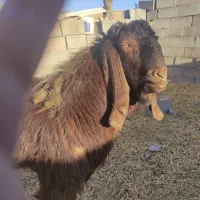 بزنر|حیوانات مزرعه|فریمان, |دیوار