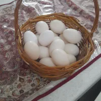 تخم مرغ گلین نطفه دار