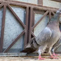 کبوتر سبز گمشده