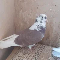 کفتر یا کبوتر پرشی|پرنده|ساوه, |دیوار