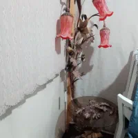 آباژور|چراغ خواب و آباژور|شیراز, فرگاز|دیوار