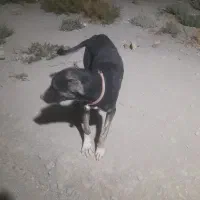 توله سگ ماده