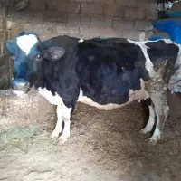 فروش گاو ماده