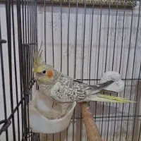 عروس هلندی