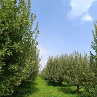 چوب بری بااره موتوری و خرید چوب