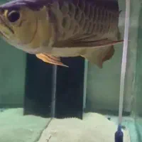 اروانا هایبک مانستر ماهی