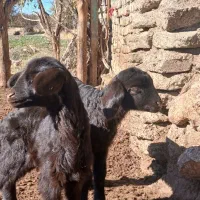 باعرض  سلام دوعدد بره ماده افشاری سالم وسرحال...