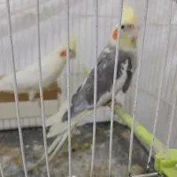 عروس هلندی کینگ