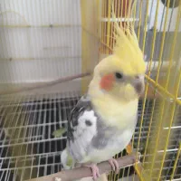 عروس هلندی سخنگو|پرنده|گرگان, |دیوار