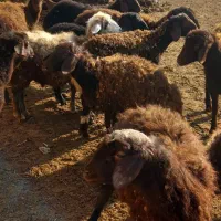 بره نره ماده|حیوانات مزرعه|نوشین شهر, |دیوار