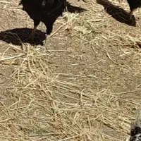 تخم مرغ گلین