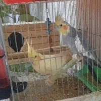 عروس هلندی نرو ماده مولد با ۶ تخم