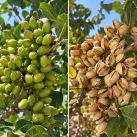 مشکل پسته و بگو حلش کنیم