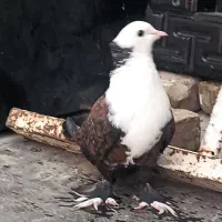 کبوتر کلاغ اتشین